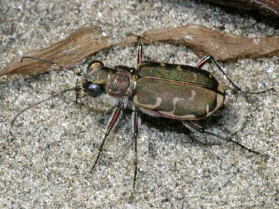 Common Shore Tiger Beetle - Cicindela repanda