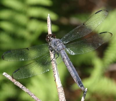 Slaty Skimmer - Libellula incesta (old female)