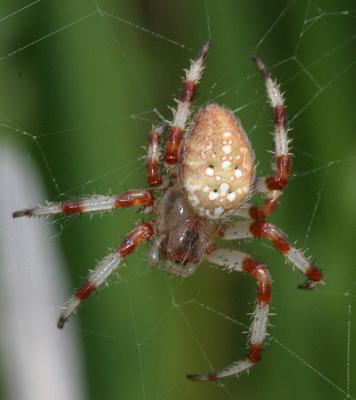 Shamrock spider - Araneus trifolium