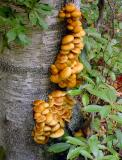  Pholiota sp.