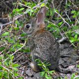 baby Eastern Cottontail - Sylvilagus floridanus