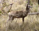 White-tailed Deer - Odocoileus virginianus
