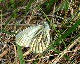 Mustard White - Pieris oleracea