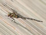 Shadow Darner - Aeshna umbrosa