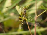 Marthas Pennant - Celithemis martha (female)