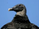 Black Vulture - Coragyps atratus