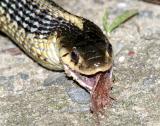 Garter Snake - Thamnophis sirtalis
