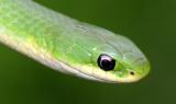 Eastern Smooth Green Snake - Opheodrys vernalis vernalis