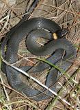 Northern Ring-necked Snake - Diadophis punctatus edwardsi