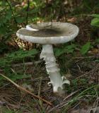 Amanita brunnescens