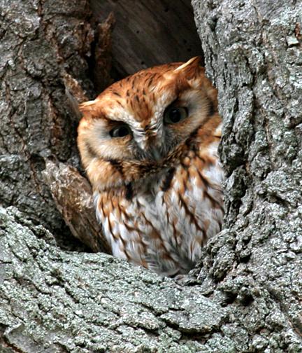 Eastern Screech Owl red phase - Otis asio