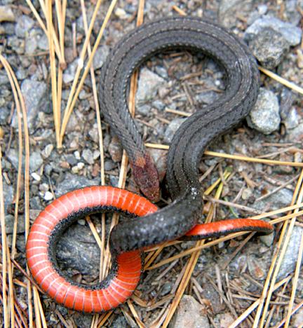 Northern Red-bellied Snake - Storeria occipitomaculata occipitomaculata