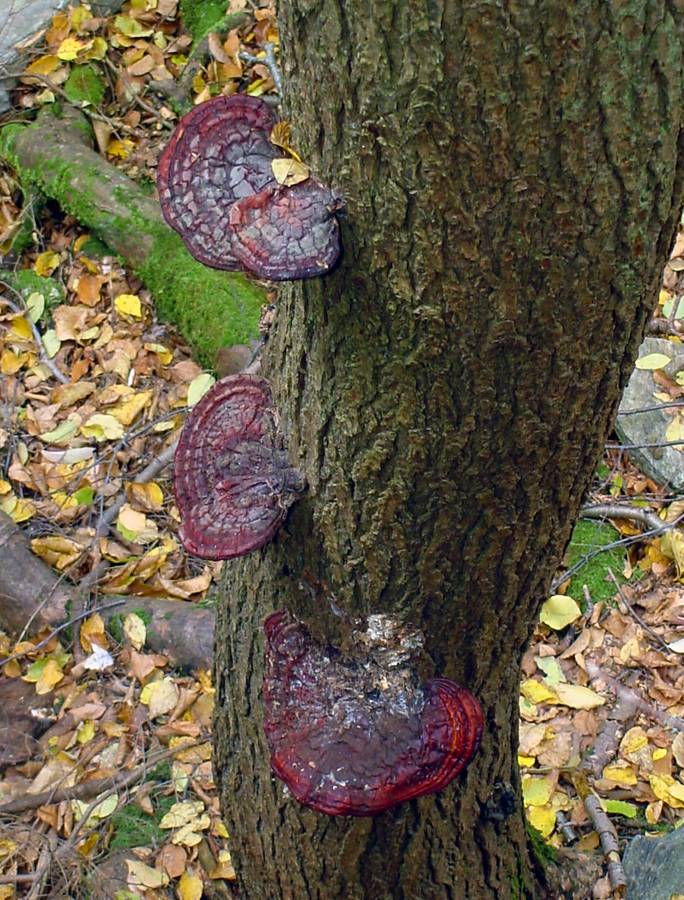 Ganoderma tsugae