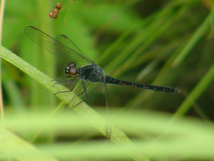 Seaside Dragonlet - Erythrodiplax berenice (male)