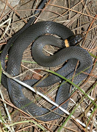 Northern Ring-necked Snake - Diadophis punctatus edwardsi