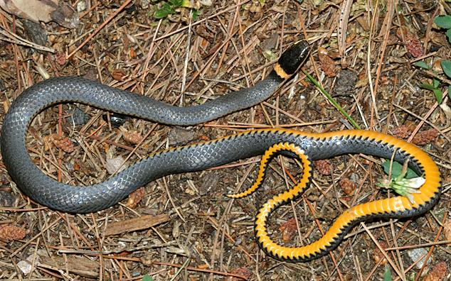Northern Ring-neck Snake - Diadophis punctatus edwardsi