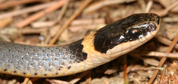 Northern Ring-necked - Diadophis punctatus edwardsi