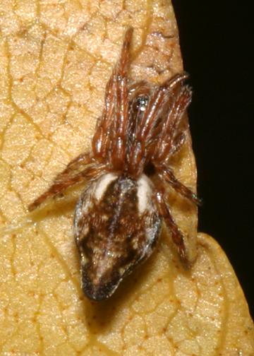 Cyclosa conica