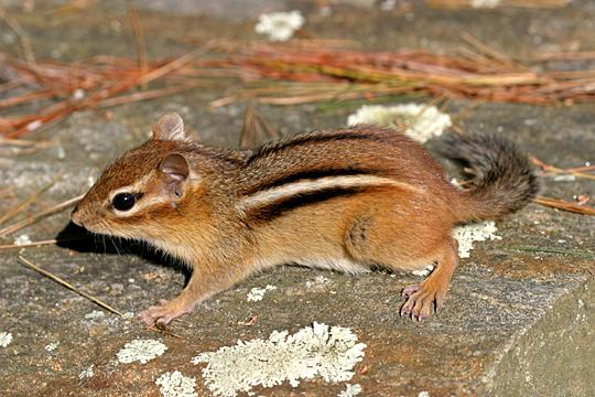 Eastern Chipmunk - Tamias striatus