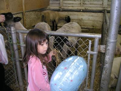 Sarah feeding sheep at the Bloomsburg Fair