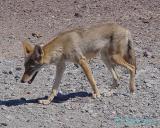 Coyote_2.jpg