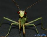 Praying Mantis