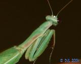 Praying Mantis