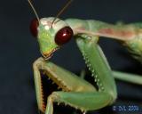 Praying Mantis