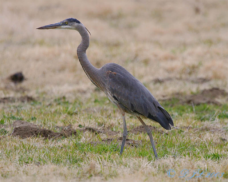Great Blue Heron