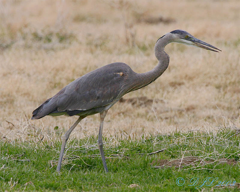 Great Blue Heron