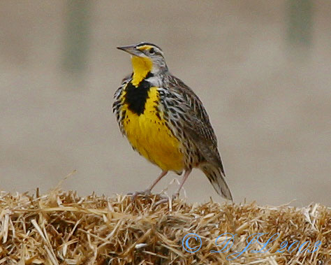 Western Meadowlark