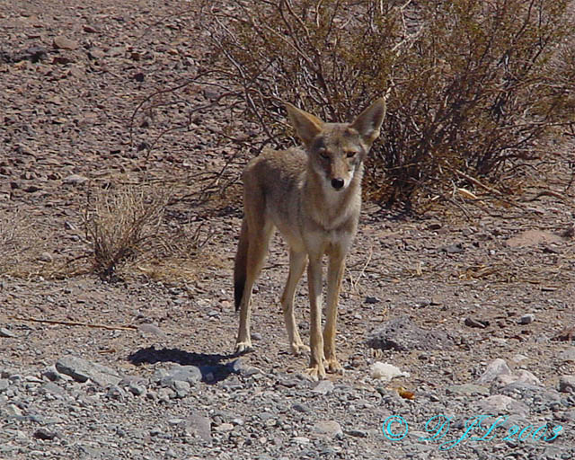 Coyote_1.jpg