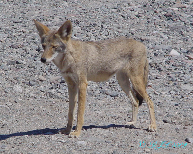 Coyote_3.jpg