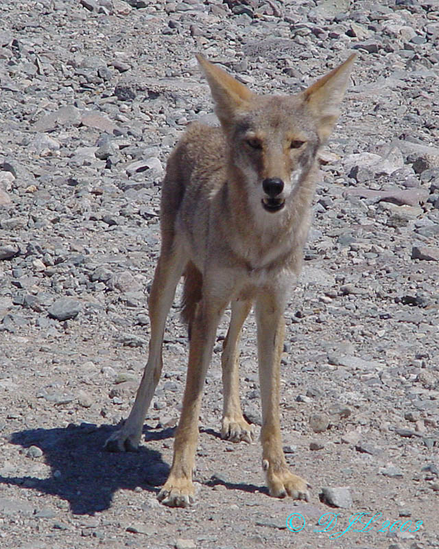 Coyote_4.jpg