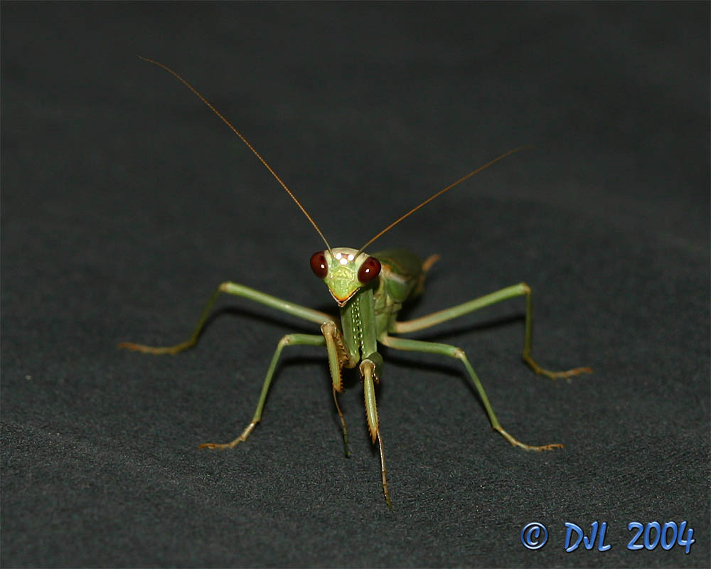 Praying Mantis