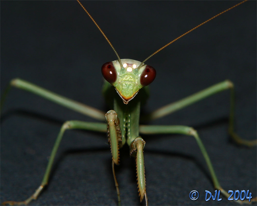 Praying Mantis