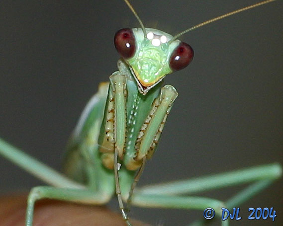 Praying Mantis