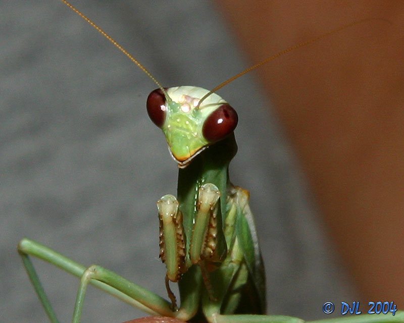 Praying Mantis