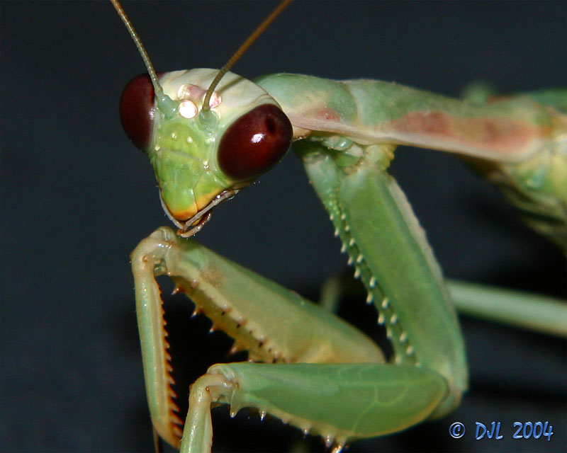Praying Mantis