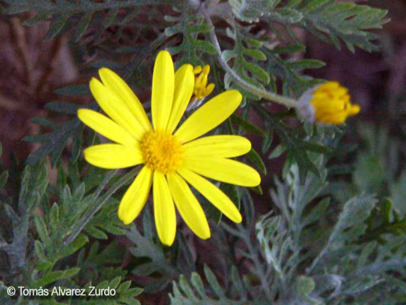 Euryops pectinatus