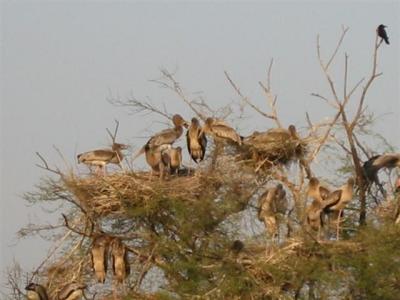 bharatpur