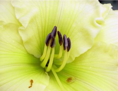 Macro-Yellow-Daylilly