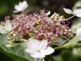 Hydranga-Macro-Verrigated