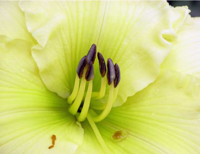 Macro-Yellow-Daylilly