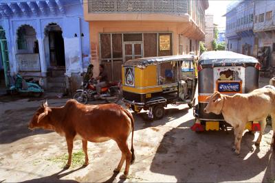 street scene in Jodhpur.jpg