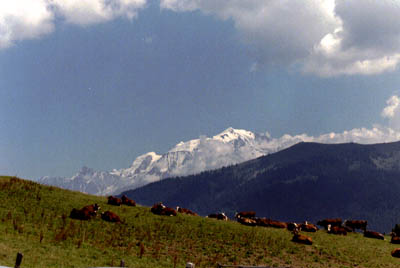 cows and mont blanc.jpg