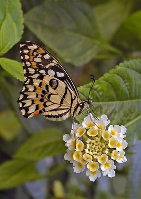 Lime Swallowtail (Papilio demoleus)