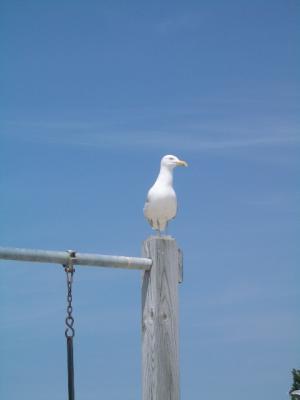 Seagull     July 3-5 2004