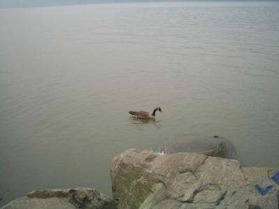 Duck on the Hudson,  Hastings-on-Hudson Ride  Photo by Trudy