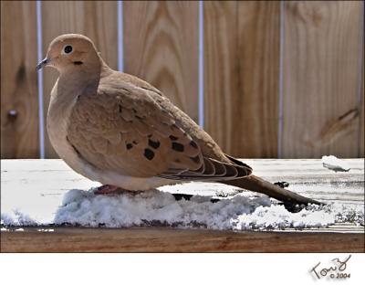 Dove on the Back Porch